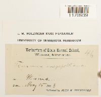 Timmia megapolitana image