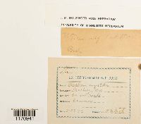 Timmia megapolitana image