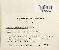 Timmia megapolitana image