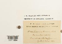 Timmia megapolitana image