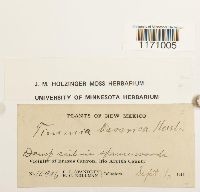 Timmia megapolitana image