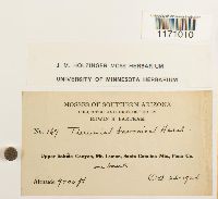 Timmia megapolitana image