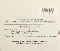 Timmia megapolitana image