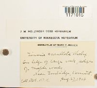 Timmia megapolitana image