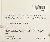 Timmia megapolitana image