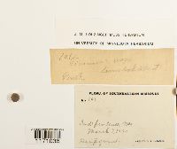 Timmia megapolitana image