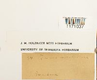 Timmia megapolitana image