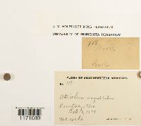 Timmia megapolitana image