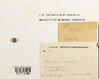 Timmia megapolitana image