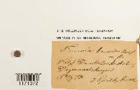 Timmia megapolitana image