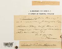 Timmia megapolitana image