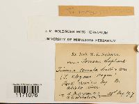 Timmia megapolitana image