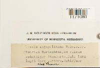 Timmia megapolitana image