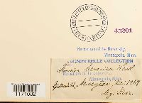 Timmia megapolitana image