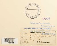 Timmia megapolitana image