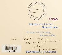 Timmia megapolitana image