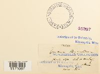 Timmia megapolitana image