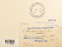 Timmia megapolitana image