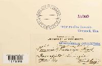 Timmia megapolitana image