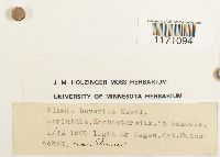 Timmia megapolitana image