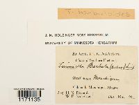 Image of Timmiella barbuloides