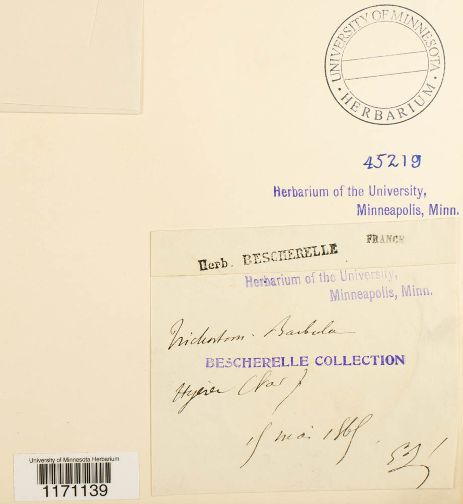 Timmiella image