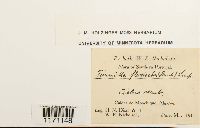 thumbnail image of current specimen