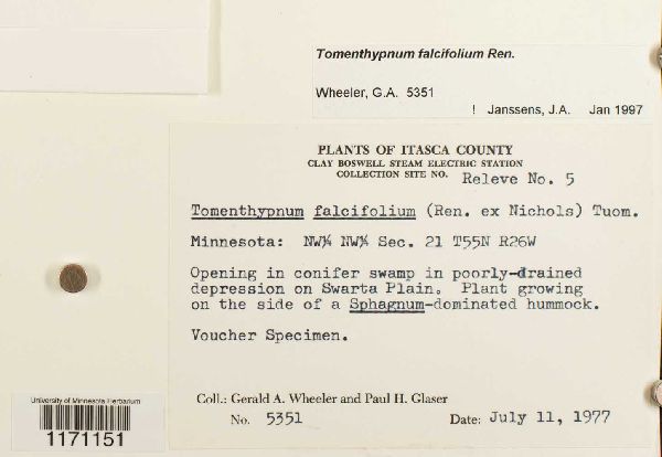 Tomentypnum falcifolium image