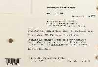 Media resource of Tomentypnum falcifolium