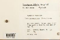 Tomentypnum falcifolium image