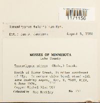 Tomentypnum falcifolium image