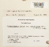 Tomentypnum falcifolium image