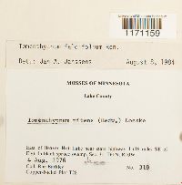 Tomentypnum falcifolium image