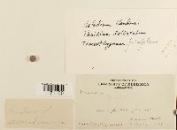 Tomentypnum falcifolium image