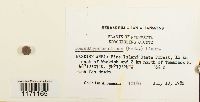 Tomentypnum nitens image