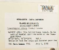 Tomentypnum nitens image