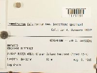 Tomentypnum falcifolium image