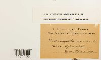 Tomentypnum nitens image