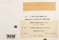 Tomentypnum nitens image