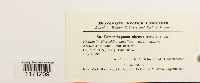 Tomentypnum nitens image