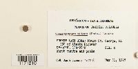 Tomentypnum nitens image