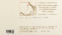 Tomentypnum nitens image