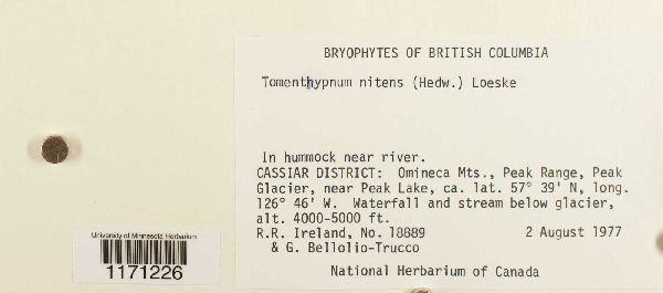 Tomentypnum nitens image