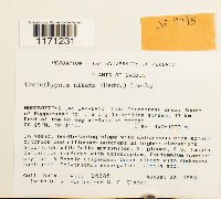 Tomentypnum nitens image