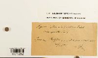 Tomentypnum nitens image
