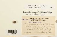 Tortella fragilis image