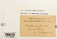 Tortella fragilis image