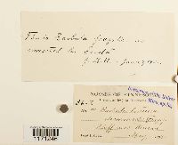 Tortella fragilis image