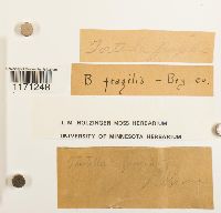 Tortella fragilis image