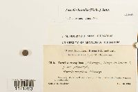 Tortella humilis image